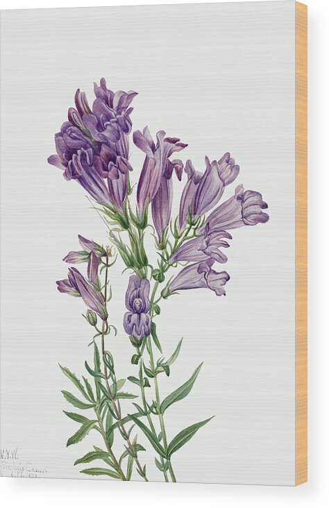Purple Penstemon Wood Print featuring the painting Purple Penstemon. By Mary Vaux Walcott by World Art Collective