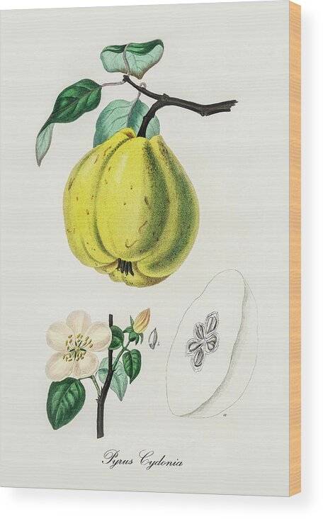 Pyrus Cydonia Wood Print featuring the digital art Pyrus Cydonia - Quince - Medical Botany - Vintage Botanical Illustration - Plants and Herbs by Studio Grafiikka