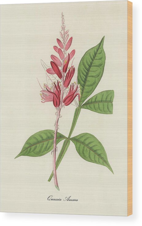 Quassia Amara Wood Print featuring the digital art Quassia Amara - Bitterwood - Medical Botany - Vintage Botanical Illustration - Plants and Herbs by Studio Grafiikka
