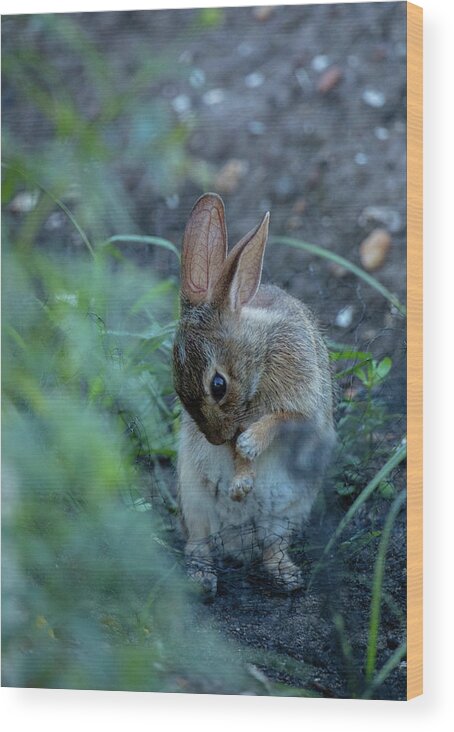 Rabbit Wood Print featuring the photograph Rabbit Grooming II by Rachel Morrison