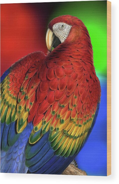 Parrot Wood Print featuring the digital art Rainbow Macaw Parrot Pet Lover by Doreen Erhardt