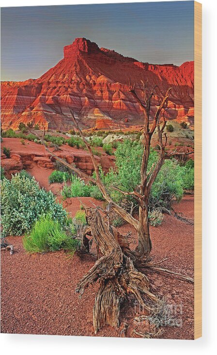 North America Wood Print featuring the photograph Red Rock Butte And Juniper Snag Paria Canyon Utah by Dave Welling