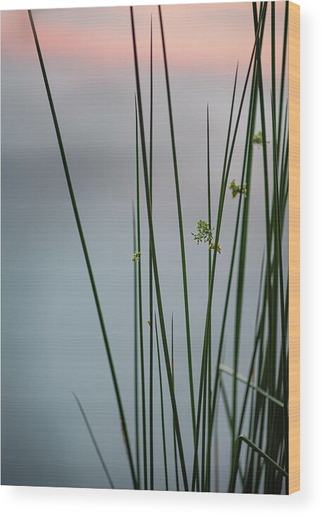 Reed Wood Print featuring the photograph Reeds By A Pond by Karen Rispin