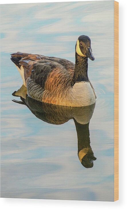 Water Wood Print featuring the photograph Reflection of the Goose by Rick Nelson