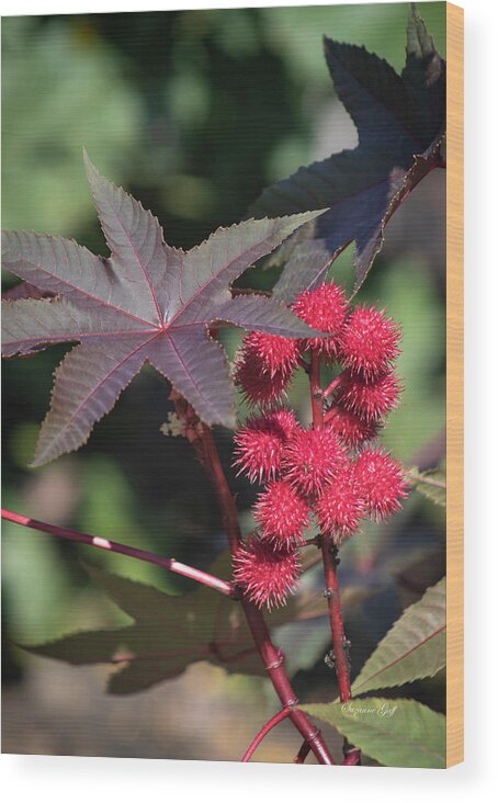 Photograph Wood Print featuring the photograph Ricinus - Castor Bean by Suzanne Gaff