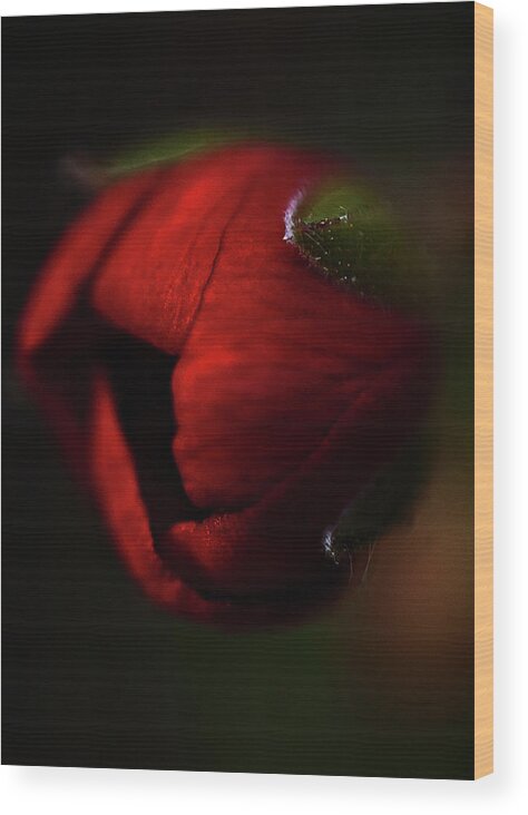 Rosebud Wood Print featuring the photograph Rosebud by Al Fio Bonina