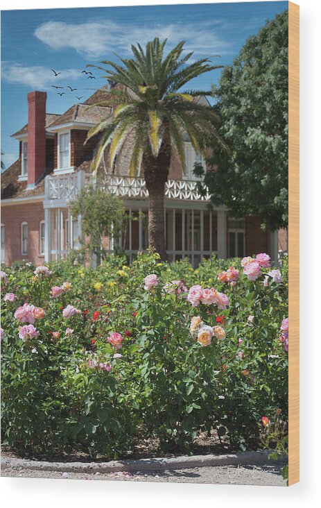 Rose Wood Print featuring the photograph Rose Garden by Aaron Burrows