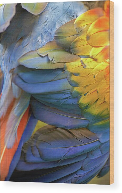 Tim Fitzharris Wood Print featuring the photograph Scarlet Macaw Feathers by Tim Fitzharris