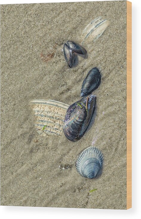 Mussels Wood Print featuring the photograph Shell Abstract by Cate Franklyn