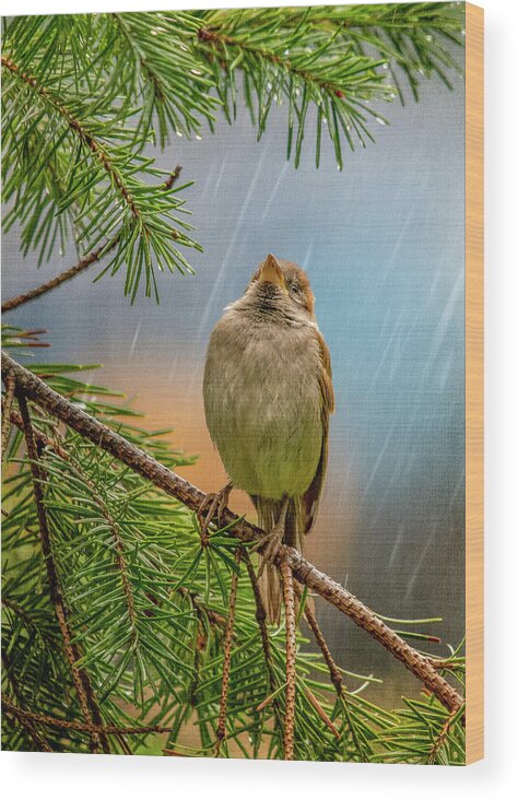 Bird Wood Print featuring the photograph Singing In The Rain by Cathy Kovarik