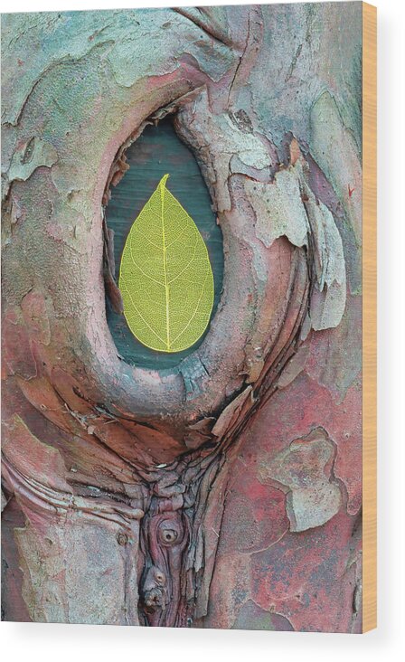 Skeleton Leaf Wood Print featuring the photograph Skeleton Leaf In Tree Bark by Gary Slawsky