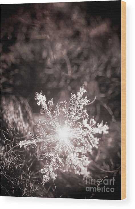 Snowflake; Ice; Shine; Macro; Simple; Monochrome; Wood Print featuring the photograph Snowflake Sparkle by Tina Uihlein