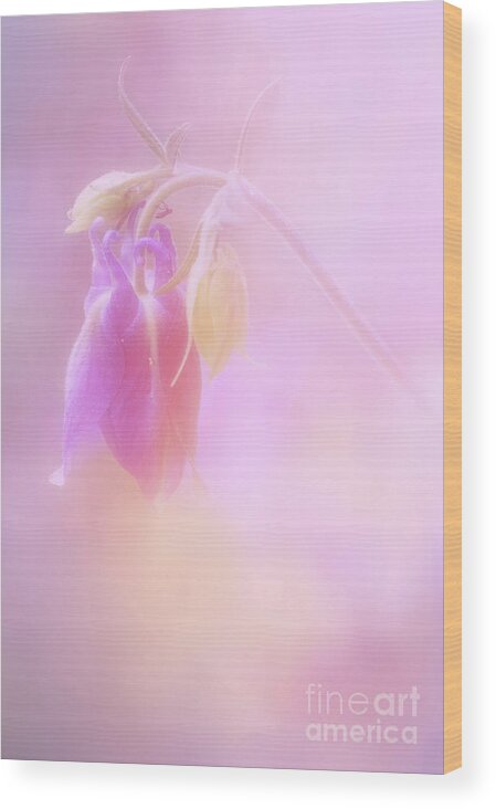 Soft Pink Columbine Bud Wood Print featuring the photograph Soft Pink Columbine Bud by Anita Pollak