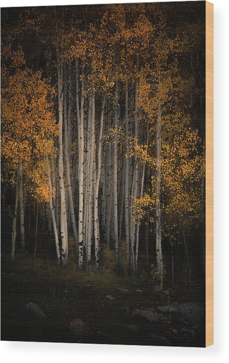 Aspen Trees Wood Print featuring the photograph Spotlight by The Forests Edge Photography - Diane Sandoval