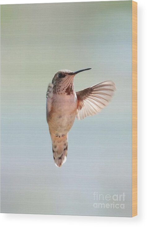 Hummingbird Wood Print featuring the photograph Spring Hug Hummingbird by Carol Groenen