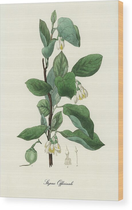 Styrax Officinalis Wood Print featuring the digital art Styrax Officinalis - Storax - Medical Botany - Vintage Botanical Illustration - Plants and Herbs by Studio Grafiikka