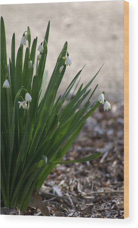  Wood Print featuring the photograph Summer Snowflake by Heather E Harman