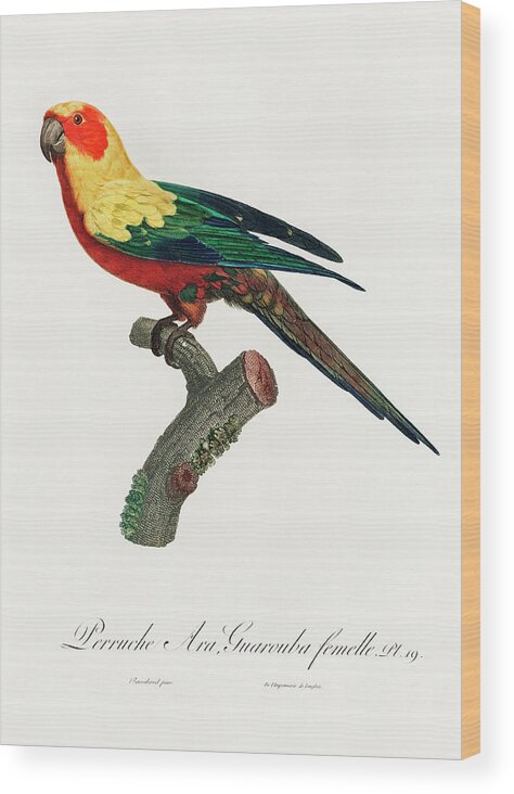 Sun Parakeet Wood Print featuring the mixed media Sun parakeet by World Art Collective