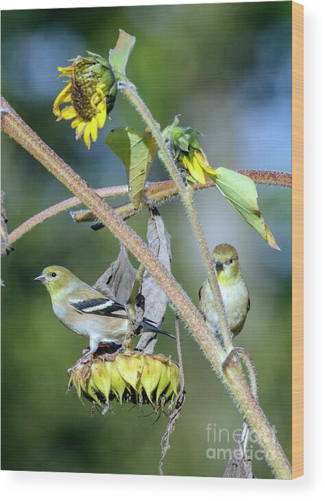 Kmaphoto Wood Print featuring the photograph Sunflower Goldfinches by Kristine Anderson