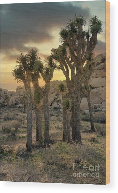 Southwest Wood Print featuring the photograph Sunset Glory - Joshua Tree National Park by Sandra Bronstein