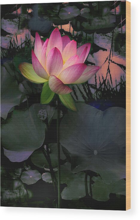 Lotus Wood Print featuring the photograph Sunset Lotus by Jessica Jenney