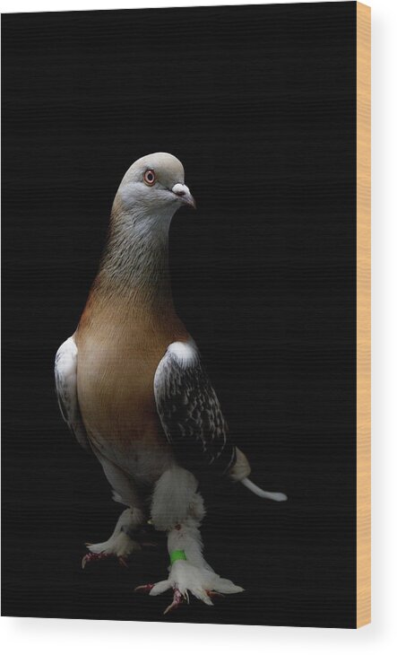 Pigeon Wood Print featuring the photograph Turkish Takla Pigeon by Nathan Abbott