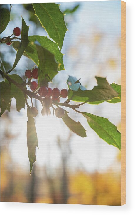 New Hope Wood Print featuring the photograph Twig and Berries by Kristopher Schoenleber