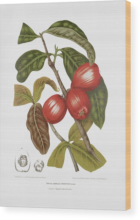 Vintage Fruit Illustration Wood Print featuring the drawing Vintage botanical illustrations - Malay rose apple fruits by Madame Berthe Hoola van Nooten