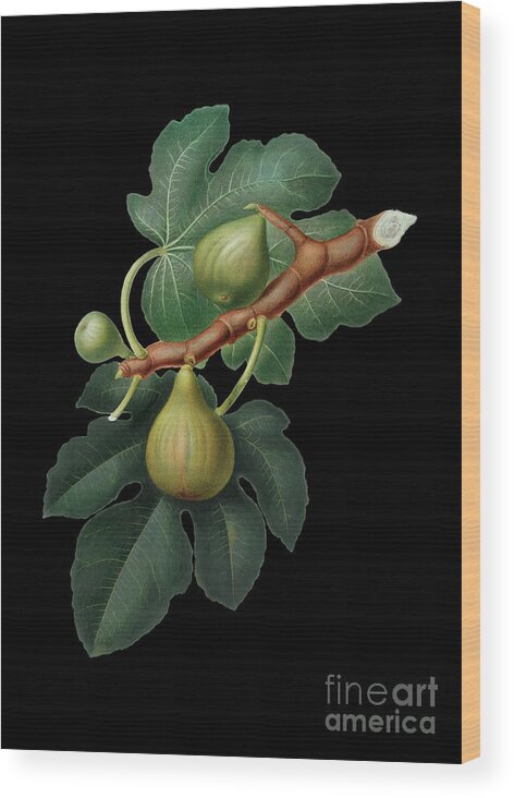 Vintage Wood Print featuring the mixed media Vintage Fig Botanical Art on Solid Black n.0295 by Holy Rock Design