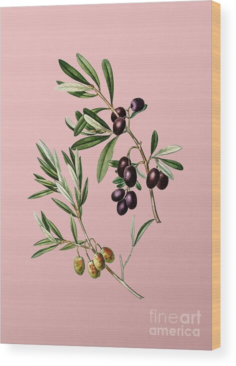 Holyrockarts Wood Print featuring the mixed media Vintage Olive Botanical Illustration on Pink by Holy Rock Design
