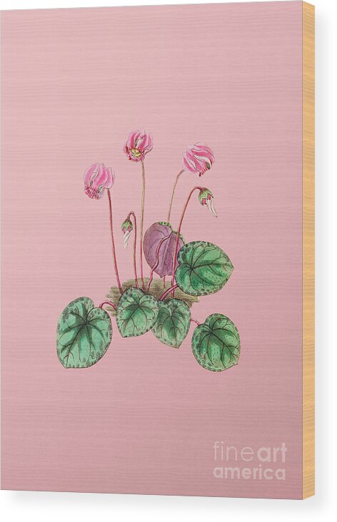 Holyrockarts Wood Print featuring the mixed media Vintage Shore Cyclamen Flower Botanical Illustration on Pink by Holy Rock Design