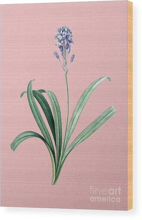 Holyrockarts Wood Print featuring the painting Vintage Spanish Bluebell Botanical Illustration on Pink by Holy Rock Design