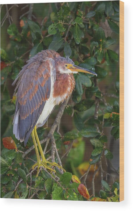 Tricolored Heron Wood Print featuring the photograph Wakodahatchee Wetlands Tricolored Heron by Juergen Roth