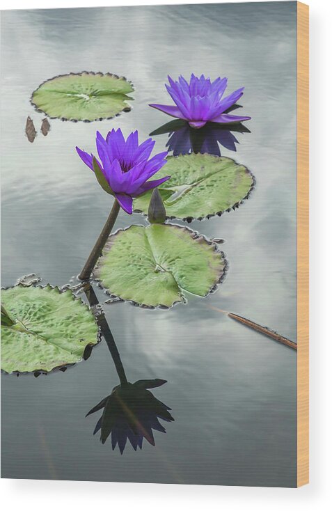 Lily Wood Print featuring the photograph Water Lilies in Portrait by Cate Franklyn