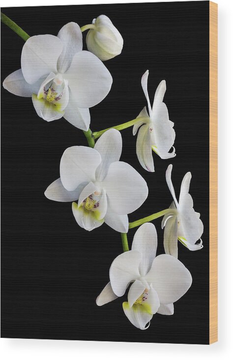 Orchid Wood Print featuring the photograph White Orchids by Elvira Peretsman
