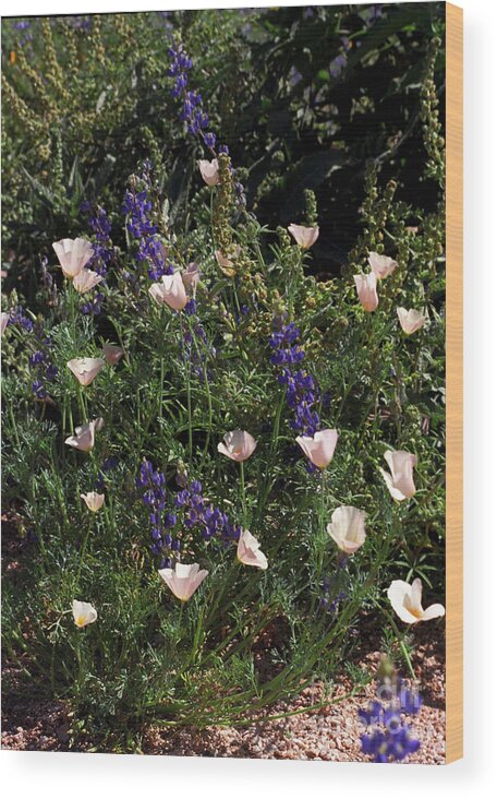 Flowers Wood Print featuring the photograph White Poppies by Kathy McClure