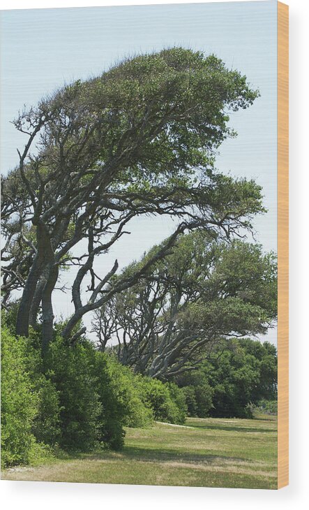  Wood Print featuring the photograph Wind Blown by Heather E Harman