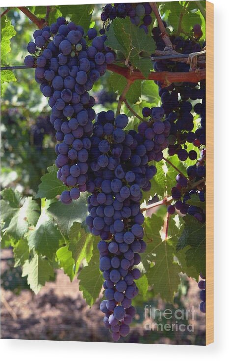 Grapes Wood Print featuring the photograph Wine Grapes by Charlene Mitchell