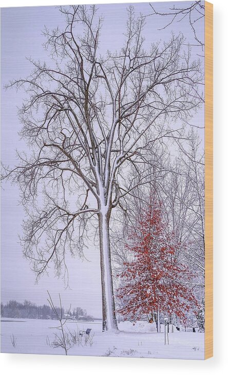 White Wood Print featuring the photograph Winter, i don't wanna a lose red by Carl Marceau