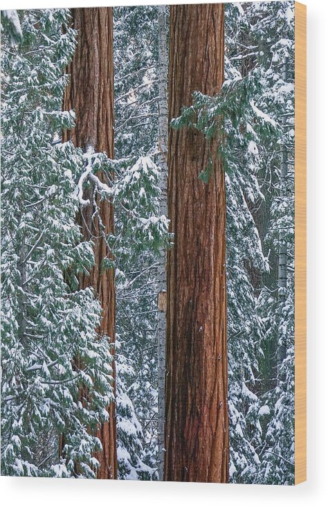 Sequoia National Park Wood Print featuring the photograph Winter Scene by Brett Harvey