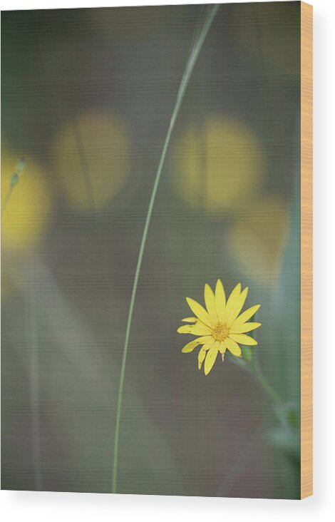 Daisy Wood Print featuring the photograph Yellow Daisy Close-up by Karen Rispin
