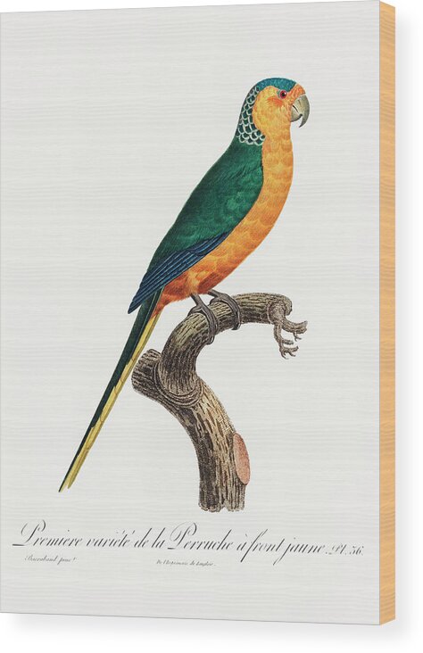 Yellow-fronted Parakeet Wood Print featuring the mixed media Yellow Fronted Parakeet by World Art Collective