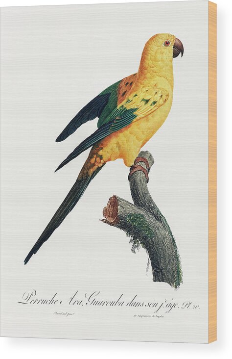 Yellow Sun Parakeet Wood Print featuring the mixed media Yellow Sun Parakeet by World Art Collective