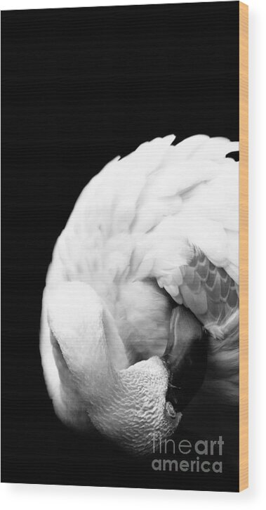 Black Wood Print featuring the photograph Preening #1 by Rebecca Cozart