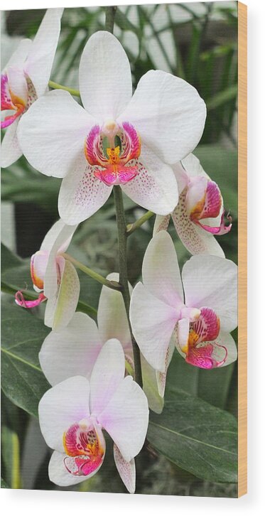 Orchid Wood Print featuring the photograph White Orchids #1 by Sue Morris