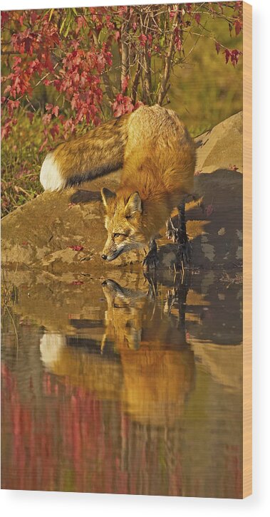Fox Wood Print featuring the photograph A Real Fox by Jack Milchanowski