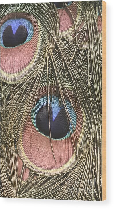 Peacock Feathers Wood Print featuring the photograph All Eyes On Me by Charlie Cliques