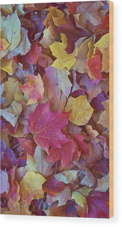 Gregscott Wood Print featuring the photograph Autumn Maple Leaves - Phone Case by Gregory Scott