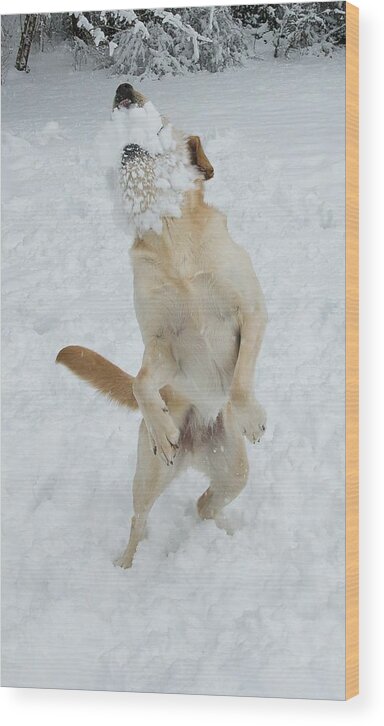 Pets Wood Print featuring the photograph Awkward Pet Portraits by Gregory Adams