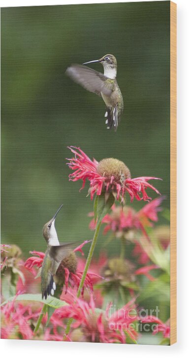 Animal Wood Print featuring the photograph Cecilia's Hummers. by Patricia A Griffin